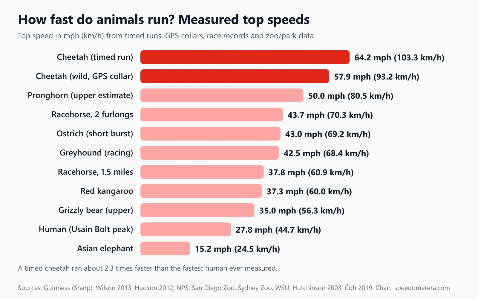 Bar chart of measured animal top speeds: cheetah timed run 64.2 mph, wild cheetah GPS 57.9 mph, pronghorn 50 mph, racehorse 2 furlongs 43.7 mph, ostrich 43 mph, greyhound 42.5 mph, racehorse 1.5 miles 37.8 mph, red kangaroo 37.3 mph, grizzly bear 35 mph, Usain Bolt 27.8 mph, Asian elephant 15.2 mph